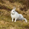 Mountain Hare (Lepus timidus) adult in white winter coat stretching legs