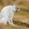 Mountain Hare (Lepus timidus) adult in white winter coat yawning