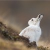 Mountain Hare (Lepus timidus) adult in white winter coat on moorland