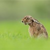 Brown Hare (Lepus capensis) yawning, sitting in field of grass