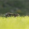 Brown Hare (Lepus capensis) male running through grass chasing rival male