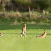 Brown Hare (Lepus capensis) three animals in field engaged in courtship behaviour