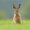 Brown Hare (Lepus capensis) sitting in field of fresh green grass