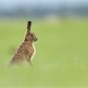 Brown Hare (Lepus capensis) sat upright in alert pose in field of grass