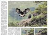 Eagle - Press and Journal