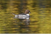 Goldeneye - Bucephala clangula - female on water & autumn reflections. Scotland. November 2005.