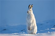 Mountain hare Lepus timidus portrait of adult in winter pelage (coat). Grampian mountains, Scotland. January.