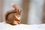 Red Squirrel Sciurus vulgaris in winter coat in snow. Scotland. January.