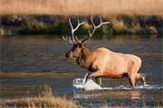 Bull elk (Cervus canadensis) crossing river. Yellowstone National Park. 2006.