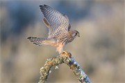 Kestrel (Falco tinnunculus) male alighting on branch with prey. Scotland. January 2009.
