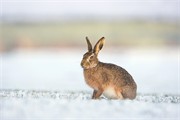 Brown hare Lepus capensis in field
